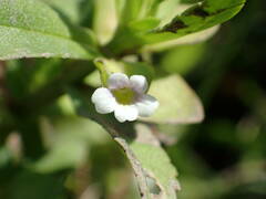 Bacopa crenata