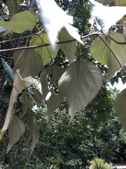 Homalanthus populifolius