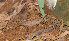 Desmoptera truncatipennis