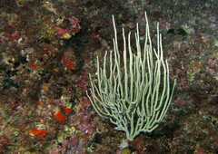 Eunicella singularis