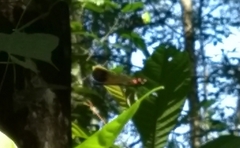 Heliocypha bisignata