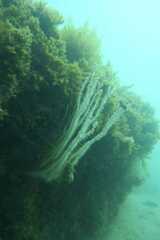 Eunicella singularis