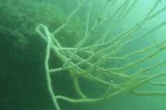 Eunicella singularis