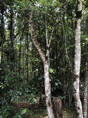 Homalanthus populifolius