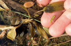 Potamogeton cheesemanii