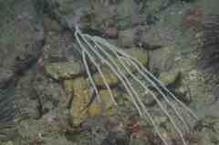 Eunicella singularis