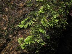 Hyocomium armoricum