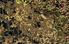 Potamogeton cheesemanii