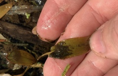 Potamogeton cheesemanii