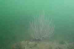 Eunicella singularis