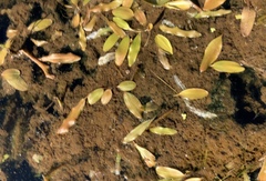 Potamogeton cheesemanii