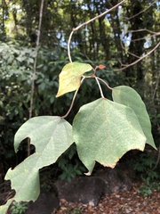 Homalanthus populifolius