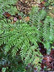 Leptopteris hymenophylloides