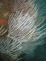 Eunicella singularis