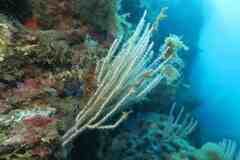 Eunicella singularis