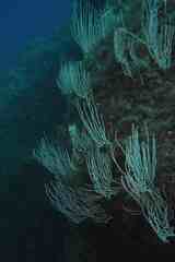 Eunicella singularis