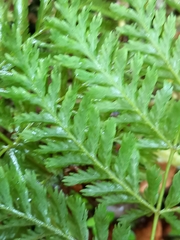 Leptopteris hymenophylloides