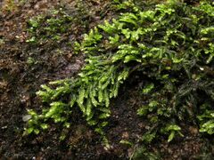 Hyocomium armoricum