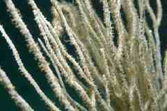 Eunicella singularis