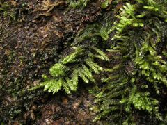 Hyocomium armoricum