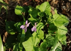 Viola reichenbachiana