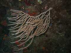 Eunicella singularis