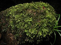 Hyocomium armoricum