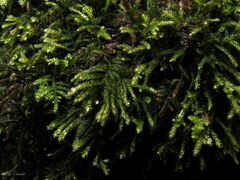 Hyocomium armoricum