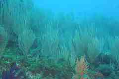 Eunicella singularis