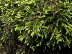 Hyocomium armoricum