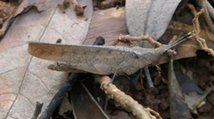 Desmoptera truncatipennis