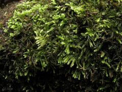 Hyocomium armoricum