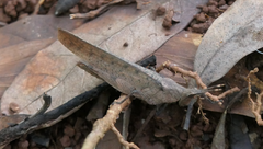 Desmoptera truncatipennis