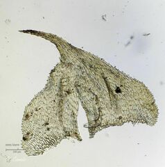 Hyocomium armoricum