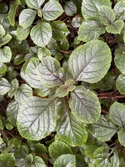 Plectranthus ciliatus