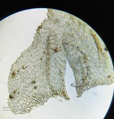 Hyocomium armoricum