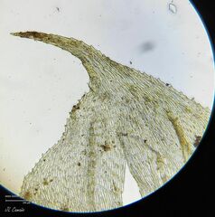 Hyocomium armoricum