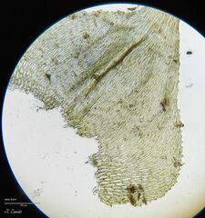 Hyocomium armoricum