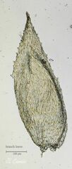 Hyocomium armoricum