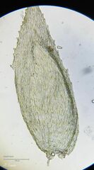 Hyocomium armoricum