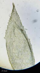 Hyocomium armoricum