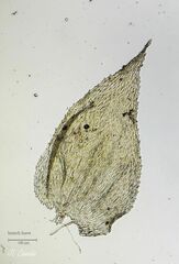Hyocomium armoricum