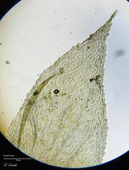 Hyocomium armoricum