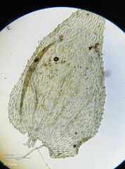 Hyocomium armoricum