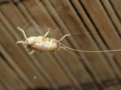 Stictogryllacris