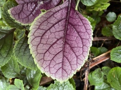 Plectranthus ciliatus