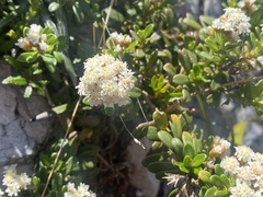 Ozothamnus rodwayi