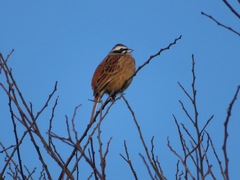 Emberiza cioides