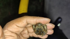 Rhinella horribilis