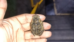 Rhinella horribilis